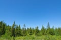 Forest landscape. Newfoundland Royalty Free Stock Photo