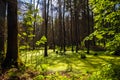 Forest landscape panorama view swamp trees forest