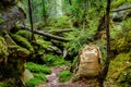 Forest landscape photo with moss, rocks, roots and backpack Royalty Free Stock Photo