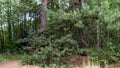 Forest Landscape with Pines and Birches on a Summer Day Royalty Free Stock Photo