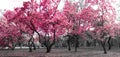 Forest landscape with pink trees in a black and white New York City