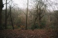 Forest landscape. Plain background shot.