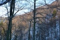 Forest. Landscape in Poiana Brasov and Salomon stones. Road to the winter station. Royalty Free Stock Photo