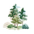 Forest landscape scene. Watercolor illustration. Hand drawn trees, bush and meadow grass element. Wild landscape. Park