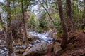 Forest landscape with small river cascade falls over mossy rocks Royalty Free Stock Photo