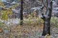 Forest landscape, the specifics of seasons in nature, winter comes to replace autumn