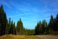 Forest landscape with spruce trees, dirt road and blue sky Royalty Free Stock Photo