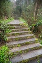 Forest Landscape with Stone Walking Path Royalty Free Stock Photo