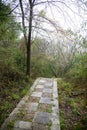 Forest Landscape with Stone Walking Path Royalty Free Stock Photo