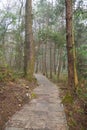 Forest Landscape with Stone Walking Path Royalty Free Stock Photo