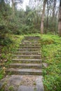 Forest Landscape with Stone Walking Path Royalty Free Stock Photo