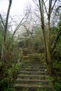 Forest Landscape with Stone Walking Path Royalty Free Stock Photo