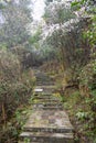 Forest Landscape with Stone Walking Path Royalty Free Stock Photo