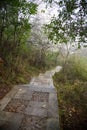 Forest Landscape with Stone Walking Path Royalty Free Stock Photo