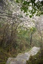 Forest Landscape with Stone Walking Path Royalty Free Stock Photo