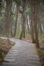 Forest Landscape with Stone Walking Path Royalty Free Stock Photo