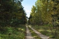 Forest landscape. Straight dirt road through the forest.