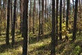 Forest landscape. Straight trunks of young pines.