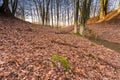 Forest landscape with stream and beavers dam Royalty Free Stock Photo