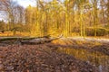 Forest landscape with stream and beavers dam Royalty Free Stock Photo