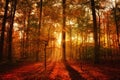 Forest landscape with stunning sunrise and glowing rays of light through the trees