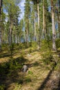 Forest landscape at summer day in Finland