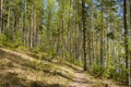 Forest landscape at summer day in Finland