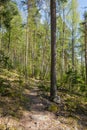 Forest landscape at summer day in Finland Royalty Free Stock Photo