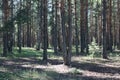 Forest landscape in summer on a sunny day