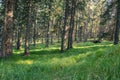 Forest landscape with sunlight coming trough the leaves on Rogla. Royalty Free Stock Photo