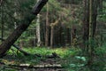 Forest landscape in a thicket in summer day with fallen tree on the foreground Royalty Free Stock Photo