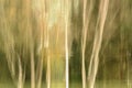 forest landscape with trees blurred by intentional camera movement Royalty Free Stock Photo