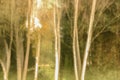 forest landscape with trees blurred by intentional camera movement Royalty Free Stock Photo