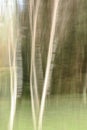 forest landscape with trees blurred by intentional camera movement Royalty Free Stock Photo