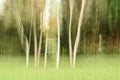 forest landscape with trees blurred by intentional camera movement Royalty Free Stock Photo