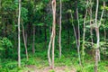 Forest landscape with trees