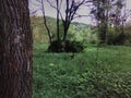 Forest landscape with trees