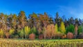 Forest landscape under evening sky with clouds in sunlight. Royalty Free Stock Photo