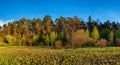 Forest landscape under evening sky with clouds in sunlight Royalty Free Stock Photo