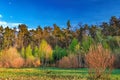 Forest landscape under evening sky with clouds in sunlight Royalty Free Stock Photo