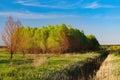 Forest landscape under evening sky with clouds in sunlight Royalty Free Stock Photo