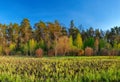 Forest landscape under evening sky with clouds in sunlight Royalty Free Stock Photo