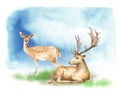 Male and female deer are sitting on the edge. Forest landscape. Watercolor illustration