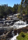 Forest landscape with a waterfall surrounded by evergreen trees Royalty Free Stock Photo