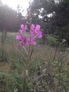 Forest landscape, wildflower