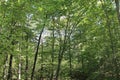 A forest landscape in William B. Umstead State Park in North Carolina