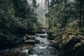 Forest landscape, you can see trees, a stream, rocks and a hica with your dog on a wooden bridge in the middle of the forest Royalty Free Stock Photo