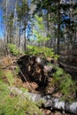 Forest landscape with a young pine tree on the earthen steeper. Royalty Free Stock Photo