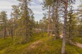 Forest in Lapland at summer Royalty Free Stock Photo