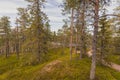 Forest in Lapland at summer Royalty Free Stock Photo
